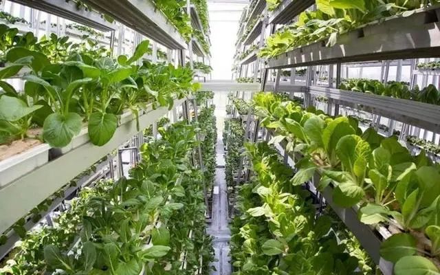 探索垂直农业——应对粮食危机的创新科技方案