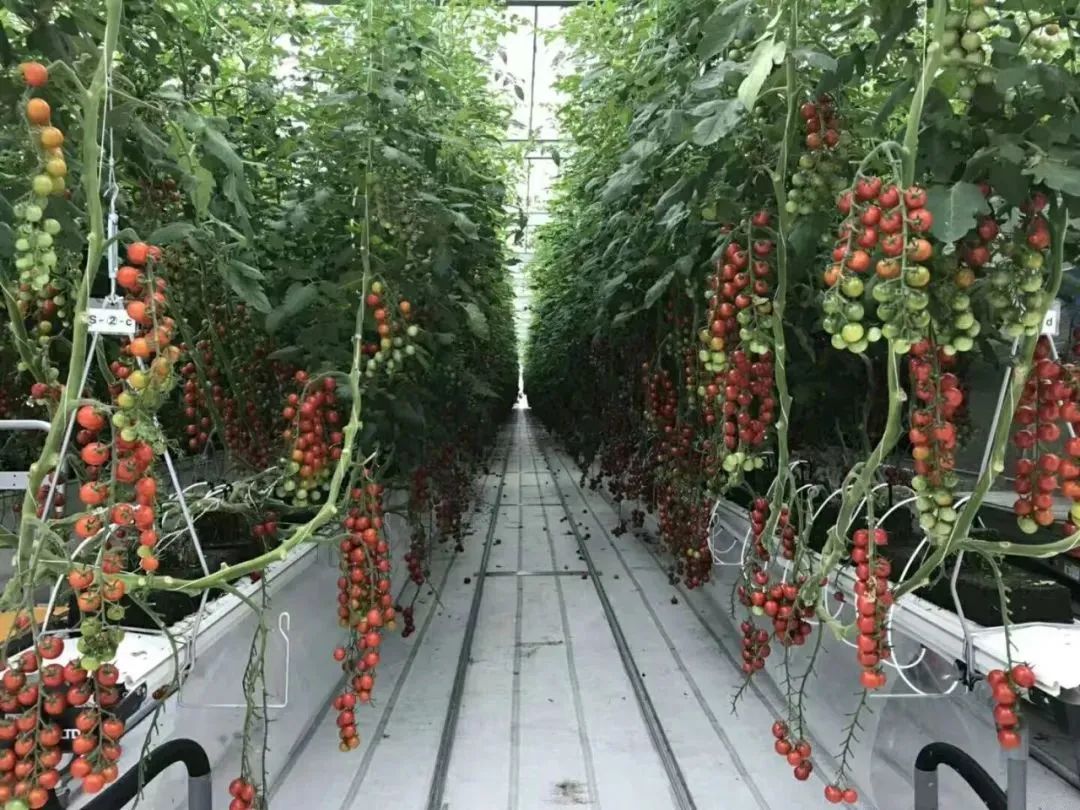 破解粮食危机的关键技术