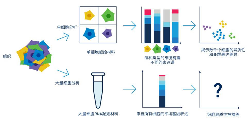 解析双核与单核的区别 性能提升的秘密武器 (解析双核与单核的区别)